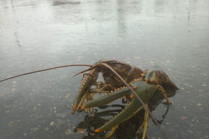 Some of the crawfish found in dorms at Colorado University