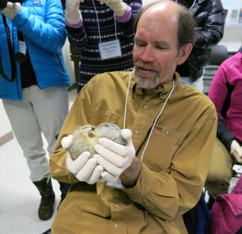 AHS science teacher Andre Wille holds a hibernating Arctic squirrel during his training in March.