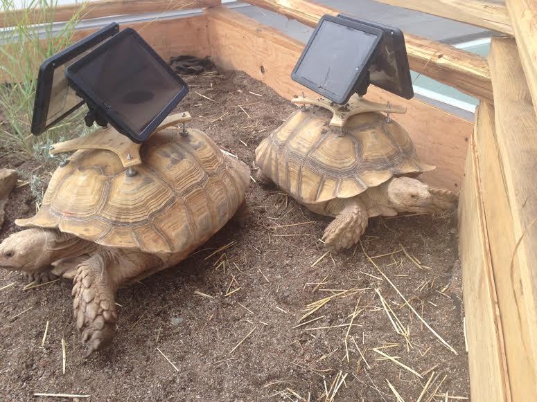The tortoises were a huge source of commotion up until the day they left, August 18.