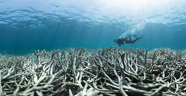 Is the Great Barrier Reef Dead?