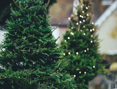 Pine or Plastic?