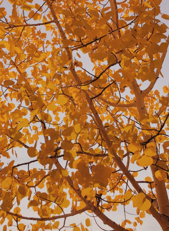 View from below a canary-colored Aspen tree next to the Hunter Creek bus stop taken during a clear ski day.