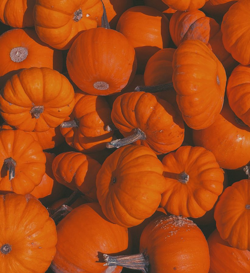 Orange pumpkin patch in Paonia, CO, during the annual Harvest Festival held to celebrate the harvest from that season. Many local farms hold events for the festival. 