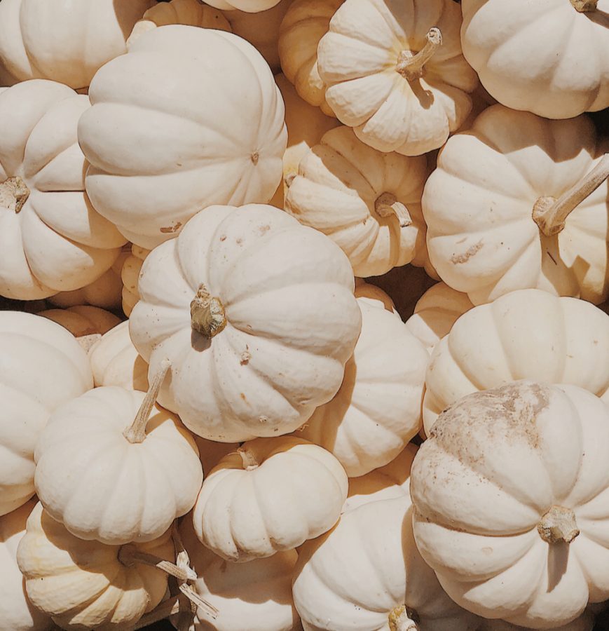 White pumpkin patch in Paonia, CO, during annual Harvest Festival held to celebrate the harvest from that season. Many local farms hold events for the festival. 