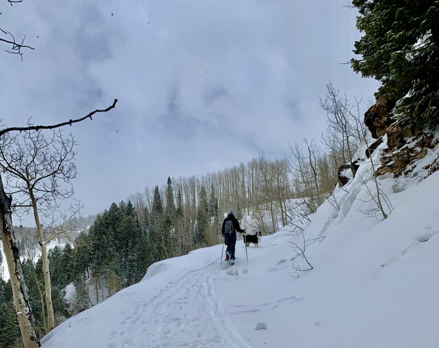 An uphiller skins up Ruthie’s side of Aspen Mountain accompanied by their dog.