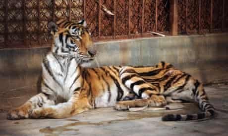 A starved Tiger captive in Xiongsen Bear and Tiger park Guilin city, China.