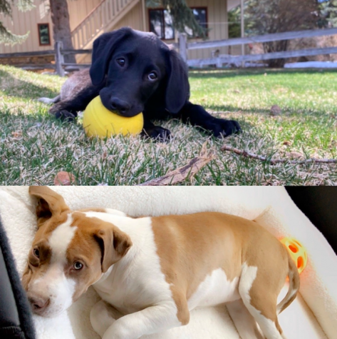 Top: Juliana Nickell's new puppy Milo
Bottom: Avery Hirsch's new puppy Roxie
