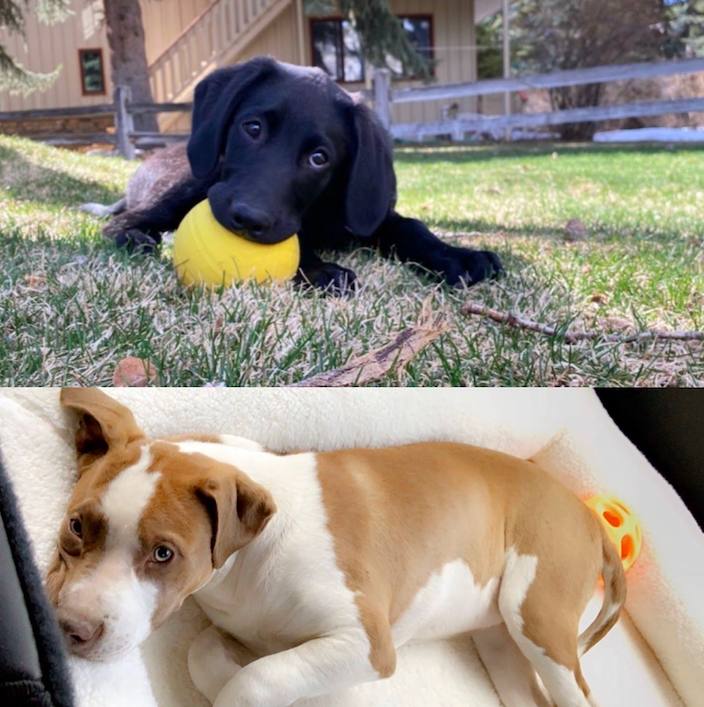 Top: Juliana Nickell's new puppy Milo 
Bottom: Avery Hirsch's new puppy Roxie