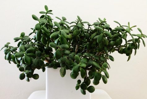 Healthy jade plant