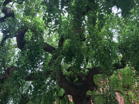 A tree standing in a botanical garden in Beijing, China.