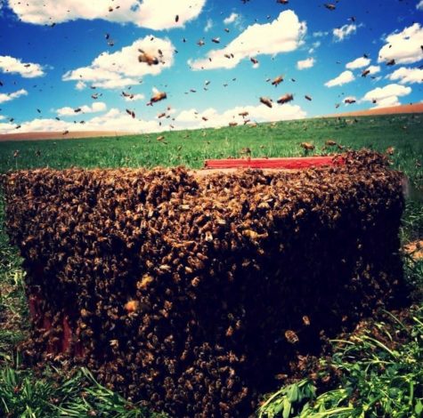 One bee hive in a thousand that Derrick takes care of every year