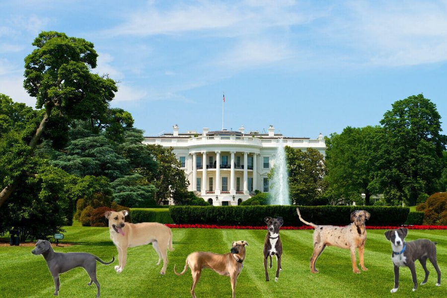 The White House is overrun with dogs and animal feces. Gross.