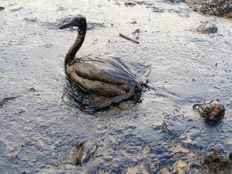 Photo Curtesy of Flicker
Bird harshly affected by oil spill