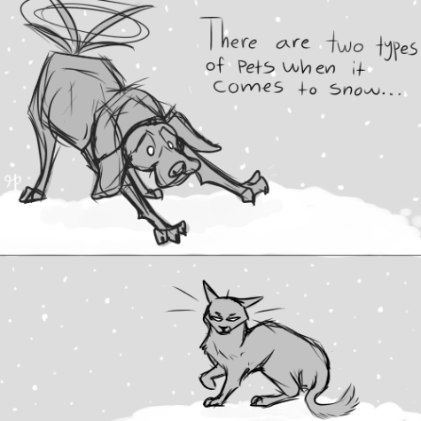 How different pets react to snow