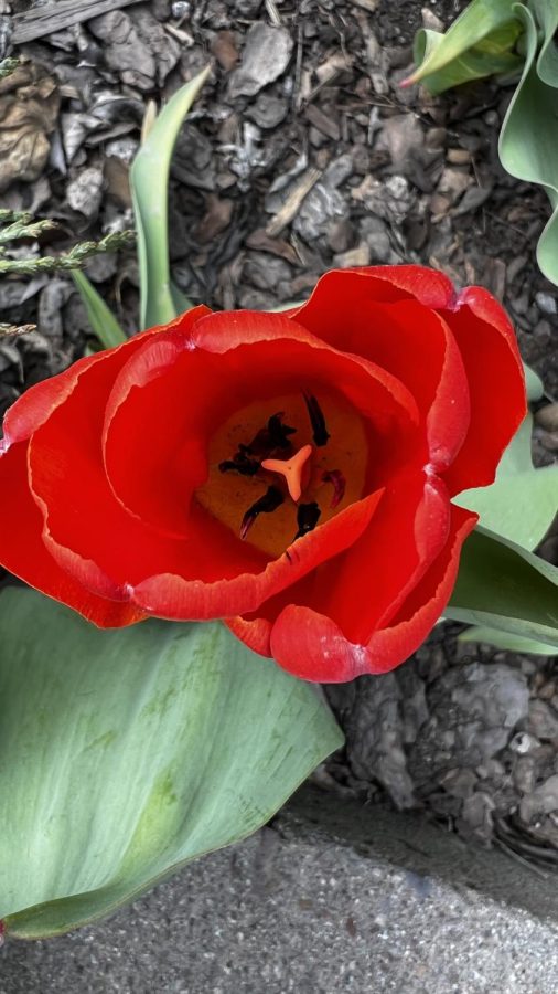 This bright red tulip was spotted on a warm but cloudy day in Snowmass, Colorado, surrounded by a garden of other tulips and many more beautiful plants.