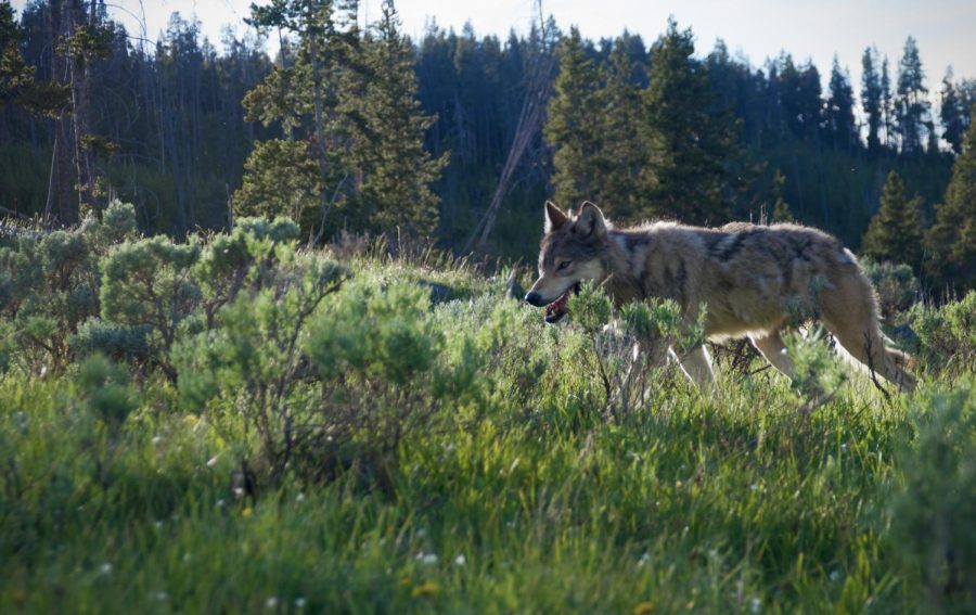 Gray+wolf+roaming+in+the+early+morning+in+Yellowstone+National+Park.