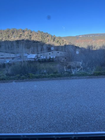 Deer standing on the side of the road in Carbondale Colorado.