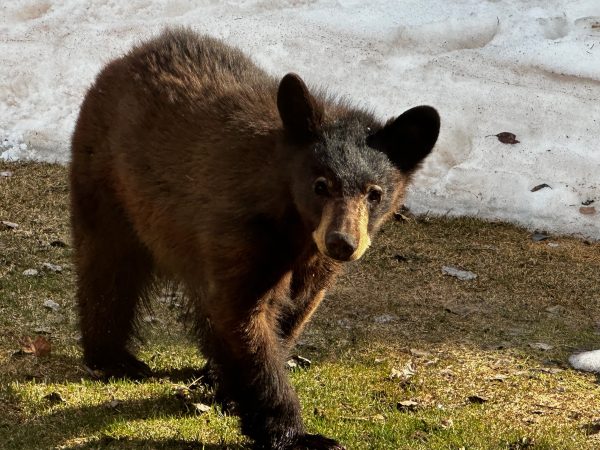 Bear cub wanders outside a Snowmass home in the Spring of 2024.