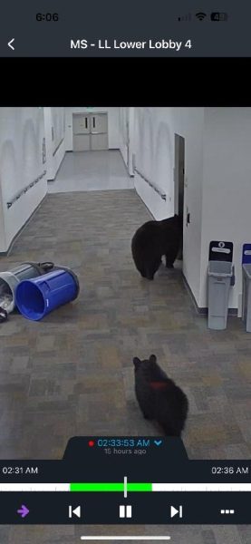 Bear cub and mother were seen at 2 am in the lower level exploration wing of the Aspen Middle School. 