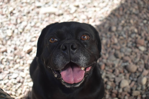 Smoke after being told he is so handsome!