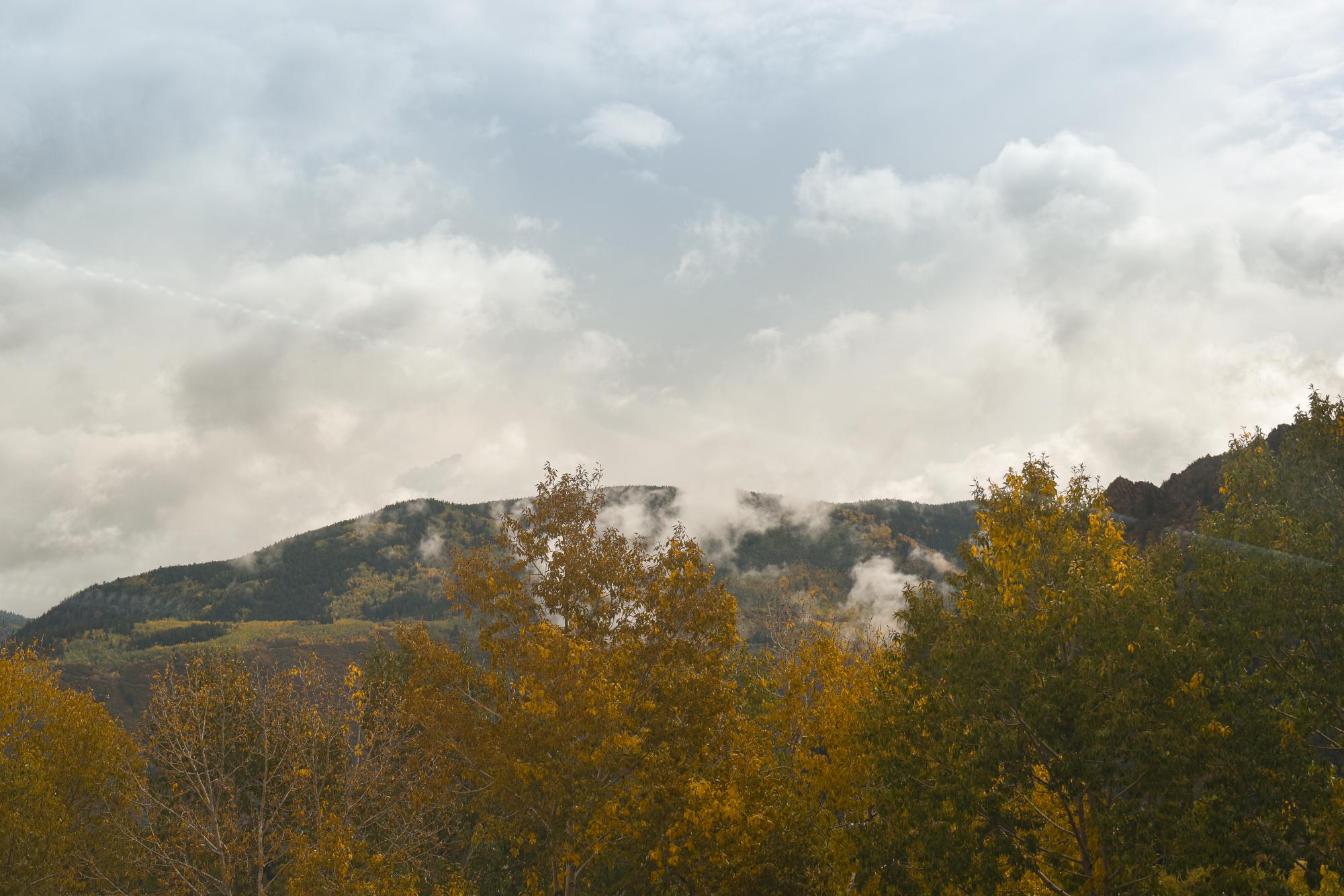 A grove of yellowing Aspens sit before a backdrop, it’s a misty overcast day. The perfect weather for a fall movie.