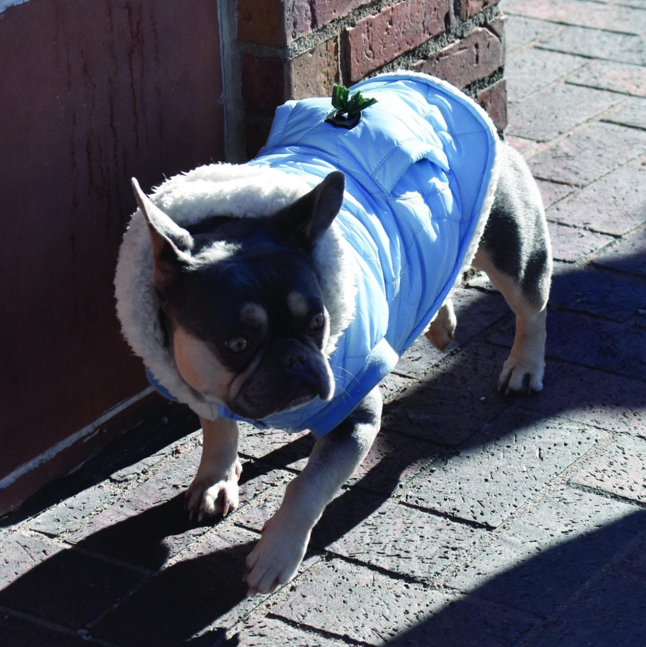 A stylish dog struts the streets of Aspen.